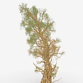 Tall Green Tree With Rough Trunk And Lush Foliage In Natural Setting