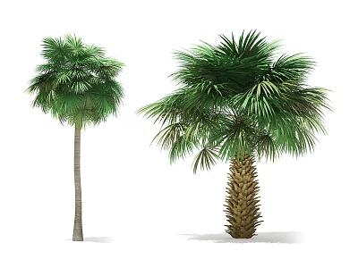 Two Palm Trees With Slender Trunk And Textured Base Lush Green Fronds 3d model