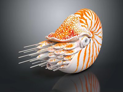 Vibrant Nautilus Marine Life With Spiral Shell Orange Stripes And Tentacles 3d model