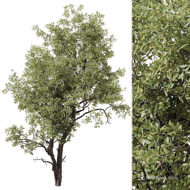 Decorative Garden Tree With Lush Green Leaves And Vibrant Foliage Design 3d model 