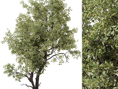 Decorative Garden Tree With Lush Green Leaves And Vibrant Foliage Design 3d model