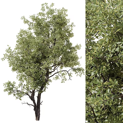 Decorative Garden Tree With Lush Green Leaves And Vibrant Foliage Design 3d model