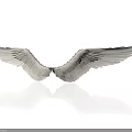 White Wings With Detailed Shiny Feathers And Reflection On White Background