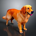 Golden Retriever With Shiny Golden Orange Fur Standing In Gray Background