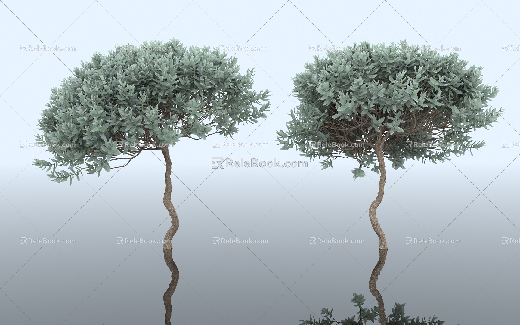 Cistanche deserticola gray leaf shrub bush dwarf tree plant green belt greening rime landscape greening landscaping soft beautiful Chen decorative specimen 3d model