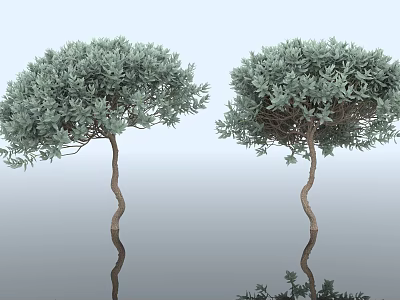 Two Curved Trunk Trees With Lush Green Foliage And Reflections On Light Background 3d model
