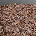 Pile of Dry Brown Autumn Leaves Showing Natural Texture and Ground Cover