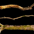 Natural Stone Wood Branches With Green Moss For Decorative Purposes