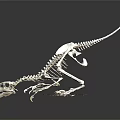 modern skeleton dinosaur skeleton animal skeleton 3d model