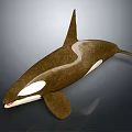 Realistic 3D Orca Model With Brown And White Color Design Rendering 3d model