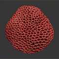 Healthy Vibrant Red Coral Polyps With Honeycomb Structure In Ocean Habitat