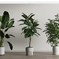 Various Leafy Potted Plants in White Pots on Wooden Floor with White Wall