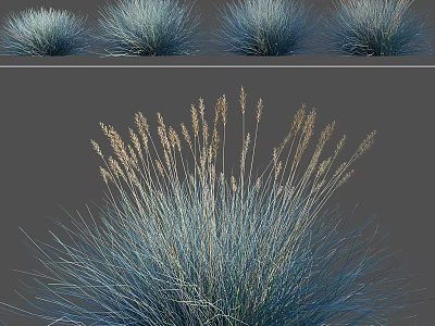 Blue Green Ornamental Grass In Various Forms For Landscape Decoration 3d model