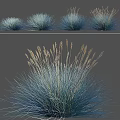 Blue Green Ornamental Grass In Various Forms For Landscape Decoration 3d model