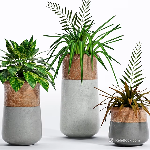 Modern Potted Plants with Concrete and Terracotta Planters Variegated Long and Fern Like Leaves 3d model 