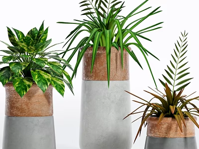 Modern Potted Plants with Concrete and Terracotta Planters Variegated Long and Fern Like Leaves 3d model