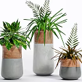 Modern Potted Plants with Concrete and Terracotta Planters Variegated Long and Fern Like Leaves