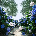 Blue and white hydrangeas along the path with green trees in sunny garden
