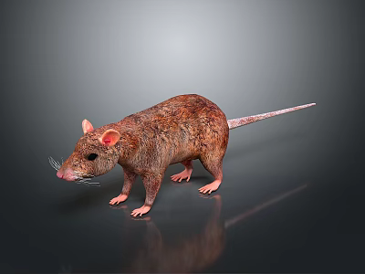 Realistic 3D Rendered Brown Rat With Pink Ears And Long Tail Standing On Dark Surface 3d model
