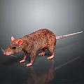 Realistic 3D Rendered Brown Rat With Pink Ears And Long Tail Standing On Dark Surface