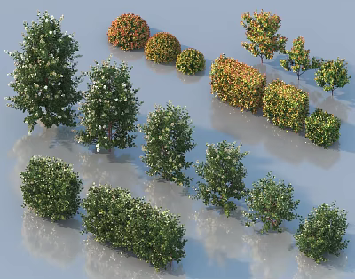 Diverse Shrub Varieties with Evergreen Foliage and Colorful Flowers for Garden Landscaping 3d model
