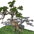 Graceful Pine Tree With Twisted Trunk Green Needles And Rock On Grass 3d model