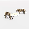 Two Spotted Leopards Standing On White Background In Wildlife