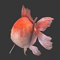 Red and White Goldfish With Golden Scales Yellow Eyes Fins Tail Against Light Gray Background