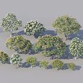 Different Types of Arbor Trees with Various Sizes Green Leaves and Orange Flowers