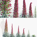 Tall Pink Flowering Shrub With Spiked Blooms Slender Green Leaves And Multiple Stems