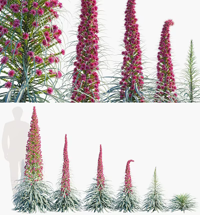 Tall Pink Flowering Shrub With Spiked Blooms Slender Green Leaves And Multiple Stems 3d model