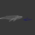Large Blue Whale And Small Orca Swimming Together In Ocean