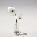 Transparent Glass Vase With White Flowers And Yellow Center On Minimalist Background