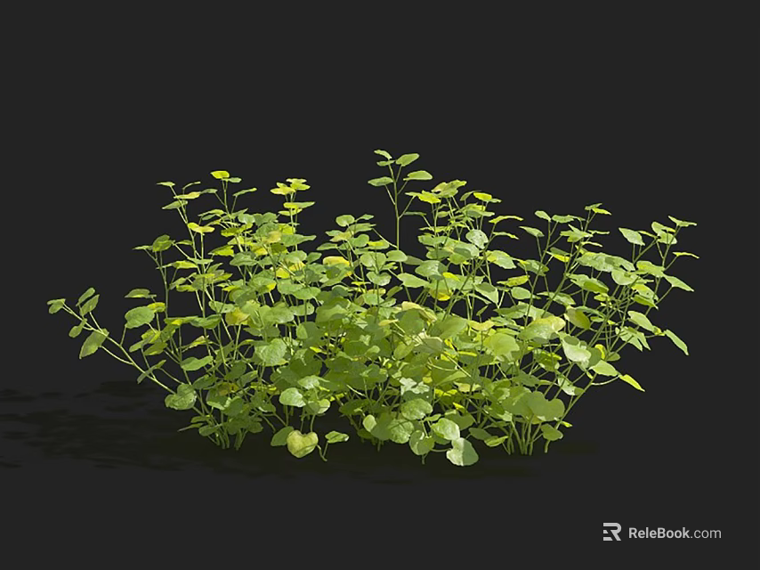 Beautiful Aquatic Plants With Lush Green Leaves And Dense Clustered Growth Habit 3d model 