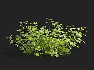 Beautiful Aquatic Plants With Lush Green Leaves And Dense Clustered Growth Habit 3d model