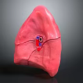 Human Lung 3D Anatomical Model With Detailed Internal Structure And Bronchial Visualization 3d model