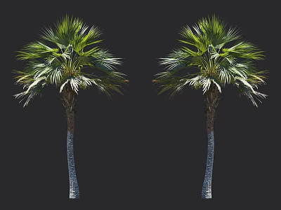 Two Tall Palm Trees With Green Leaves And Textured Trunks Against Black Background 3d model