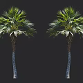 Two Tall Palm Trees With Green Leaves And Textured Trunks Against Black Background