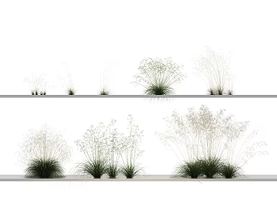 Various Decorative Grasses Arranged On Shelves In Minimalist White Background 3d model