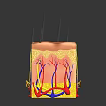 Human Skin Structure With Hair Follicles Blood Vessels And Layers
