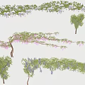 Blooming Wisteria Vines With Purple Pink Flowers And Various Branch Forms