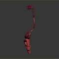 Detailed 3D Model of Abdominal Organs Including Esophagus Stomach and Intestines