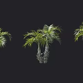 Various Tropical Palm Trees With Green Foliage And Different Trunk Shapes 3d model