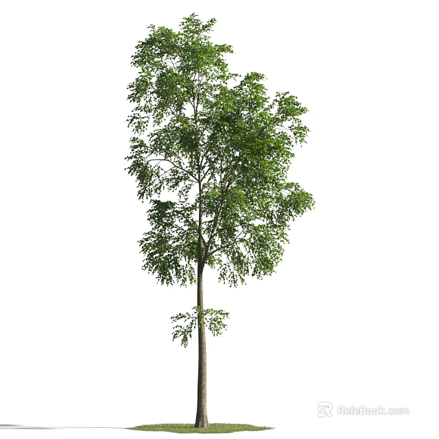 Tall Evergreen Tree With Lush Green Leaves And Straight Strong Trunk 3d model 