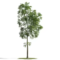 Tall Evergreen Tree With Lush Green Leaves And Straight Strong Trunk