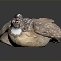 Ceramic Quail Sculpture With Brown And White Feathers Detailed Patterns And Reflection On Smooth Surface 3d model