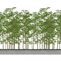 Lush Bamboo Plants With Green Leaves Arranged In Rows On Concrete Base