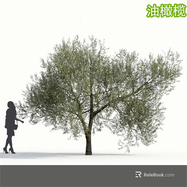 Tall Olive Tree With Lush Green Foliage And Female Silhouette Touching Leaves 3d model 