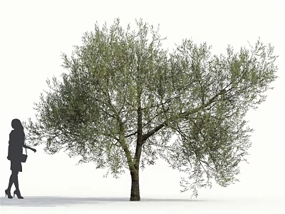 Tall Olive Tree With Lush Green Foliage And Female Silhouette Touching Leaves 3d model