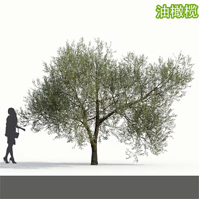 Tall Olive Tree With Lush Green Foliage And Female Silhouette Touching Leaves 3d model